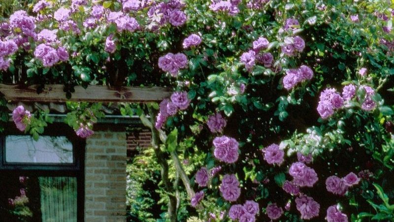 Comment faire pousser des roses violettes et quelles variétés choisir