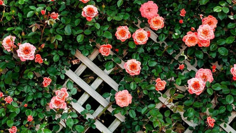 Les meilleures variétés de roses grimpantes résistantes à l'hiver qui fleurissent tout l'été