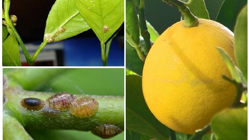 Pourquoi le citron a des taches collantes et que faire avec