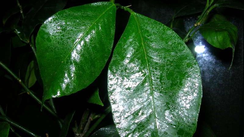 Pourquoi le citron a des taches collantes et que faire avec