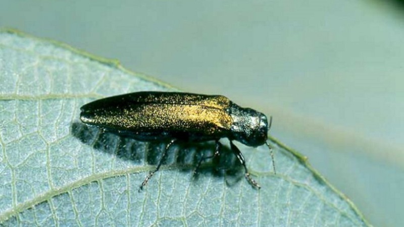 Pourquoi les baies et les feuilles de groseille à maquereau s'effritent et comment y faire face