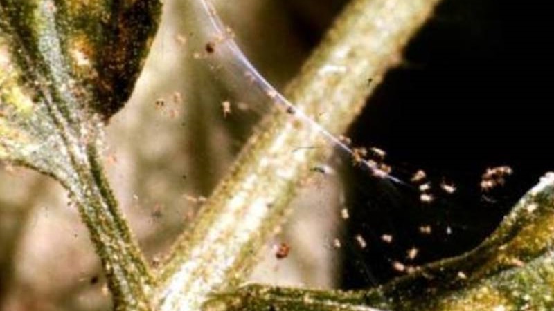 Pourquoi les baies et les feuilles de groseille à maquereau s'effritent et comment y faire face