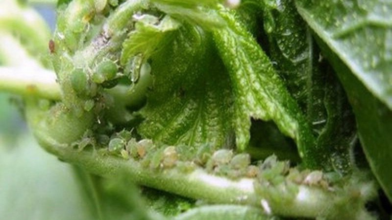 Pourquoi les baies et les feuilles de groseille à maquereau s'effritent et comment y faire face