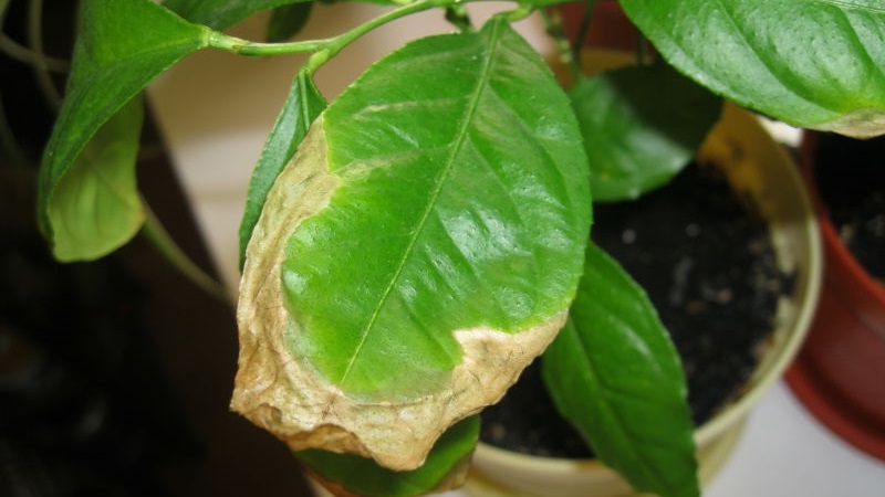 Pourquoi les feuilles de citron sèchent sur les bords et comment résoudre le problème