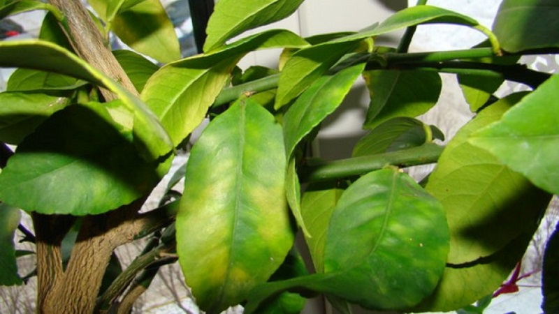 Pourquoi les feuilles de citron sèchent sur les bords et comment résoudre le problème