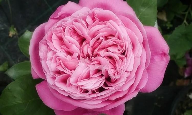 Comment faire pousser des roses violettes et quelles variétés choisir