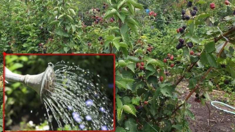 Guide d'entretien des mûres d'été pour une bonne récolte
