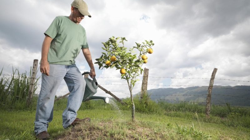 Quand, en quelle quantité et comment arroser les pommiers en été