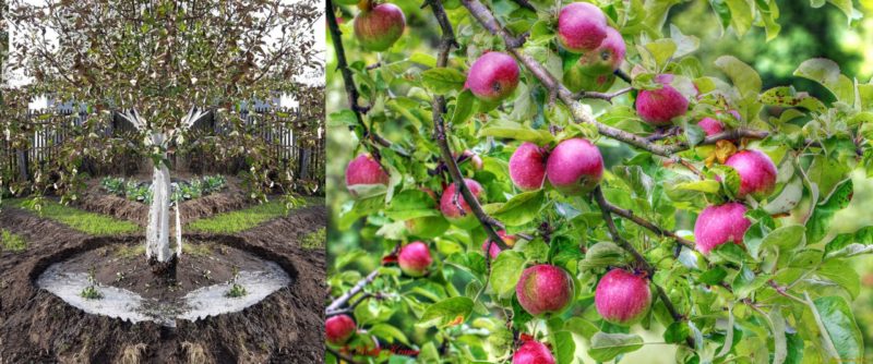Quand, en quelle quantité et comment arroser les pommiers en été