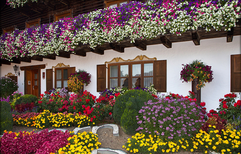 Examen des variétés populaires de pétunias de la série Opera et de leurs caractéristiques