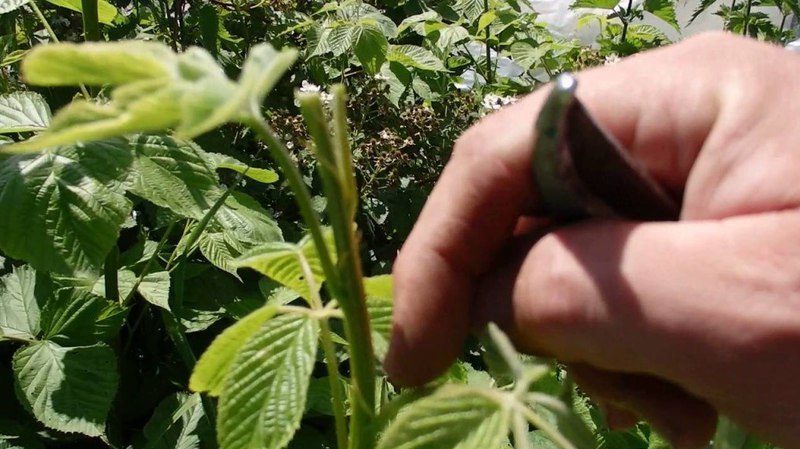 Comment pincer les framboises remontantes en été et cette procédure est-elle nécessaire