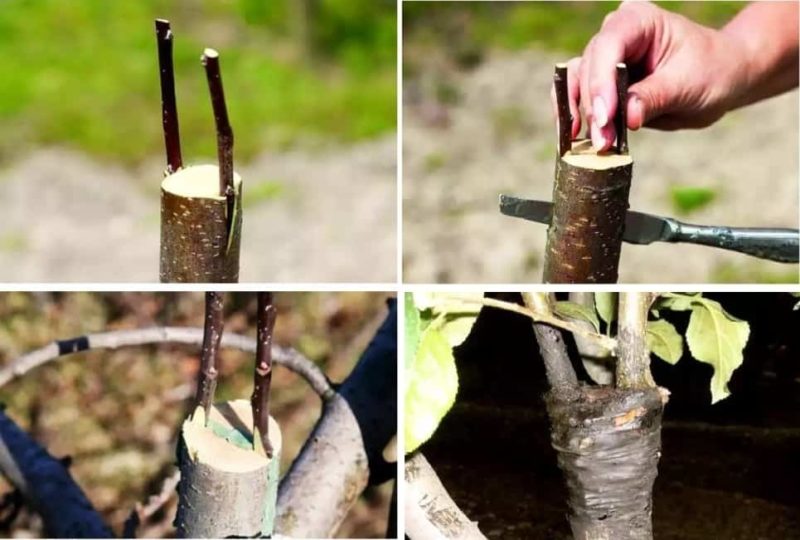 Instruction pour les jardiniers: greffer un pommier en été avec des branches fraîches par étapes de différentes manières
