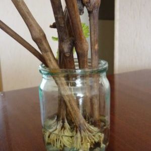 Quand (en quel mois) et comment planter des raisins avec des boutures