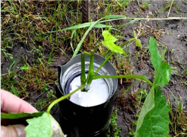 Un guide pour multiplier les raisins avec des boutures vertes en été