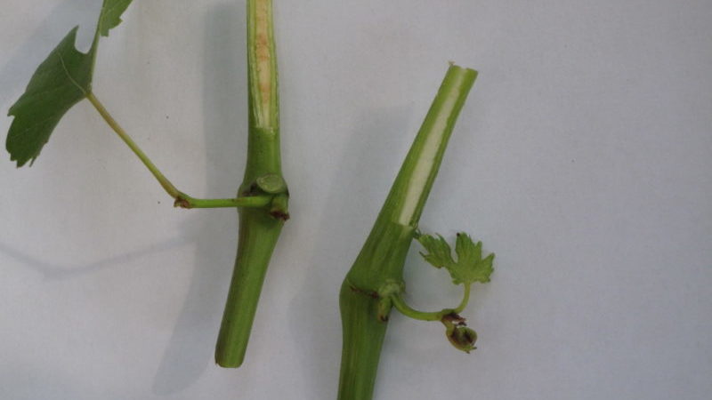 Un guide pour multiplier les raisins avec des boutures vertes en été