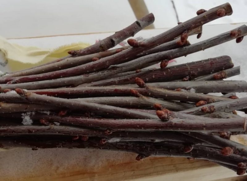 Instructions de bricolage étape par étape pour couper les cerises en été