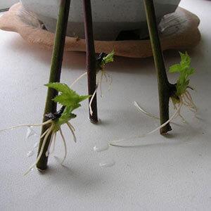 Guide d'entretien des mûres d'été pour une bonne récolte