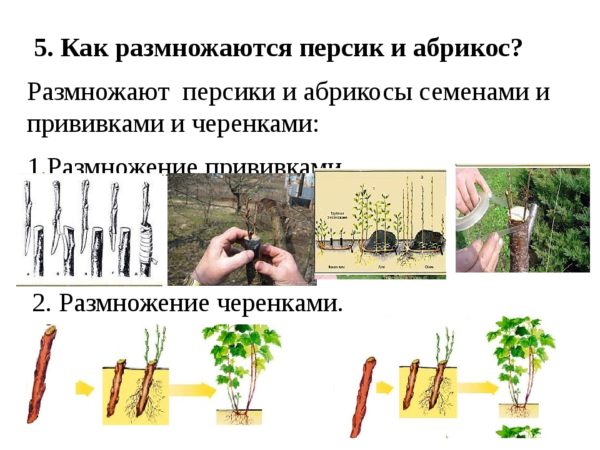 Méthodes de multiplication des pêches par boutures en été: instructions et conseils utiles