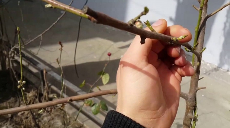 Méthodes de multiplication des pêches par boutures en été: instructions et conseils utiles