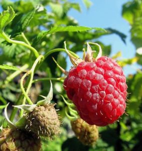 Comment pincer les framboises remontantes en été et cette procédure est-elle nécessaire