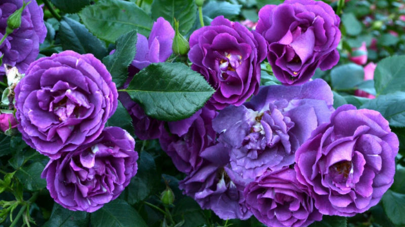 Comment faire pousser des roses violettes et quelles variétés choisir