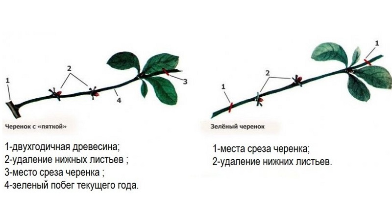 Guide des boutures de cerises d'été: du choix des boutures au soin d'un nouvel arbre