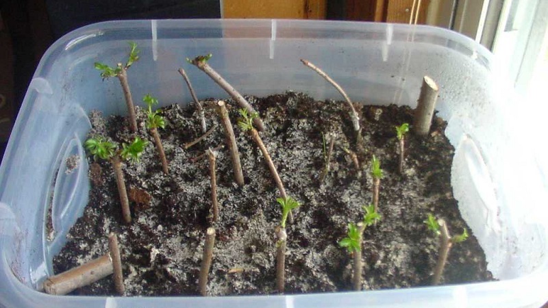 Guide des boutures de cerises d'été: du choix des boutures au soin d'un nouvel arbre