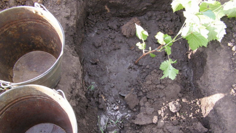 Instructions pas à pas pour planter des plants de raisin en été pour les vignerons débutants