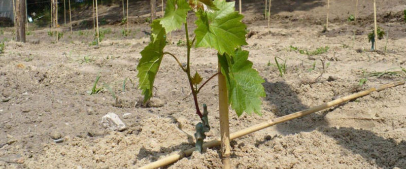 Instructions pas à pas pour planter des plants de raisin en été pour les vignerons débutants