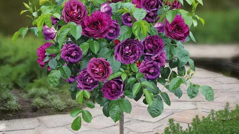 Comment faire pousser des roses violettes et quelles variétés choisir