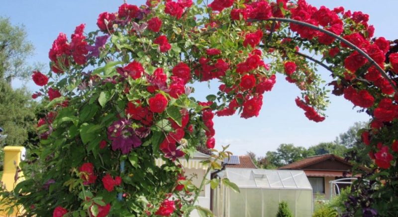 Les meilleures variétés de roses grimpantes résistantes à l'hiver qui fleurissent tout l'été
