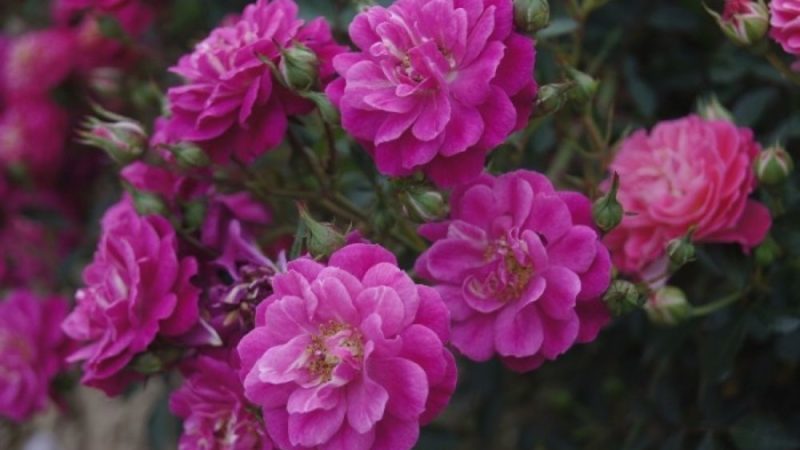 Les meilleures variétés de roses résistantes à l'hiver qui fleurissent tout l'été et les particularités de leur culture