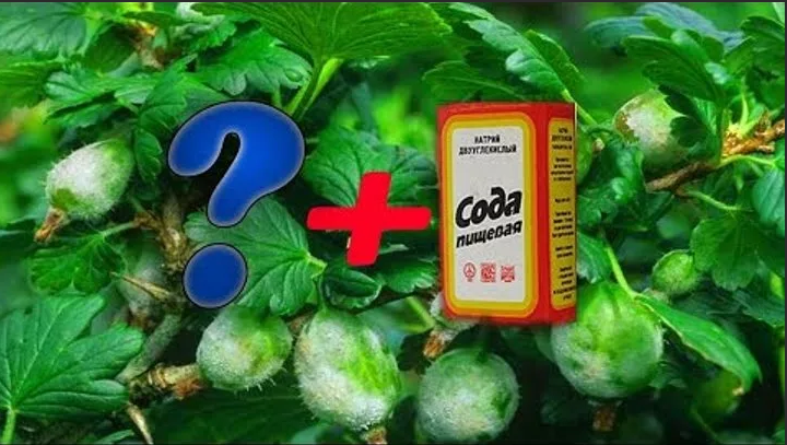 Comment utiliser correctement le soda à l'oïdium sur les groseilles à maquereau: recettes et recommandations de traitement