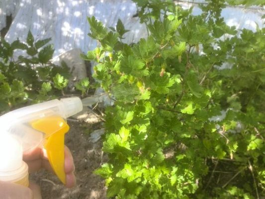 Comment utiliser correctement le soda à l'oïdium sur les groseilles à maquereau: recettes et recommandations de traitement