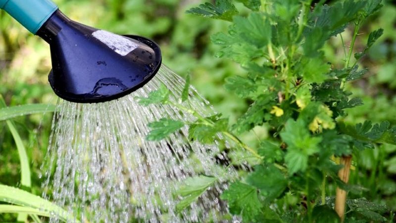 Comment utiliser correctement le soda à l'oïdium sur les groseilles à maquereau: recettes et recommandations de traitement