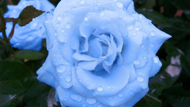 Comment faire pousser des roses violettes et quelles variétés choisir