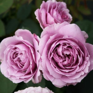 Comment faire pousser des roses violettes et quelles variétés choisir
