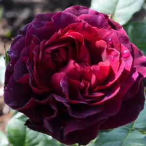 Comment faire pousser des roses violettes et quelles variétés choisir