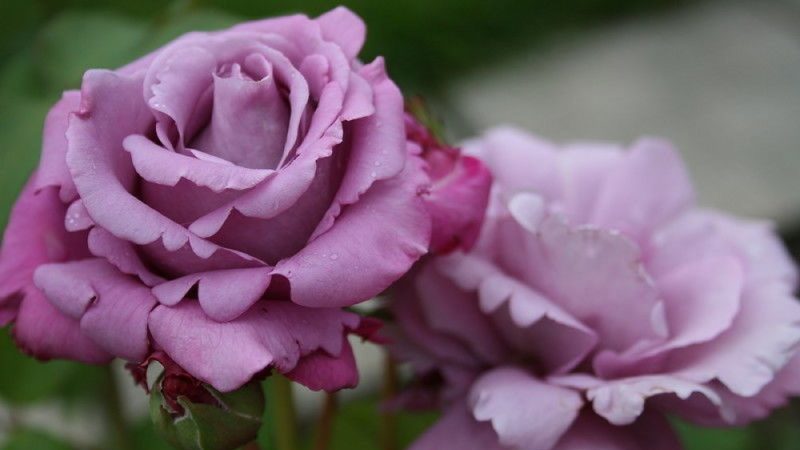 Comment faire pousser des roses violettes et quelles variétés choisir