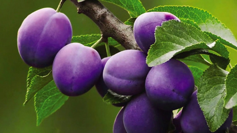 Instructions pour la multiplication des prunes par boutures en été: de la préparation des boutures au soin d'un plant