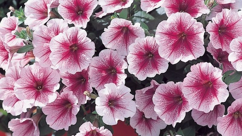 Examen des variétés populaires de pétunias de la série Opera et de leurs caractéristiques