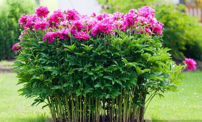 Instructions étape par étape pour planter des pivoines en été dans le sol pour les fleuristes débutants