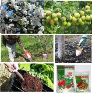 Un guide étape par étape pour planter un pommier à racines fermées en été