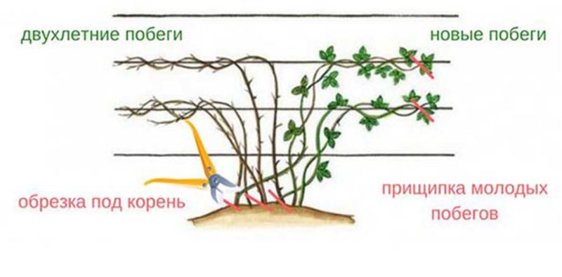 Guide d'entretien des mûres d'été pour une bonne récolte
