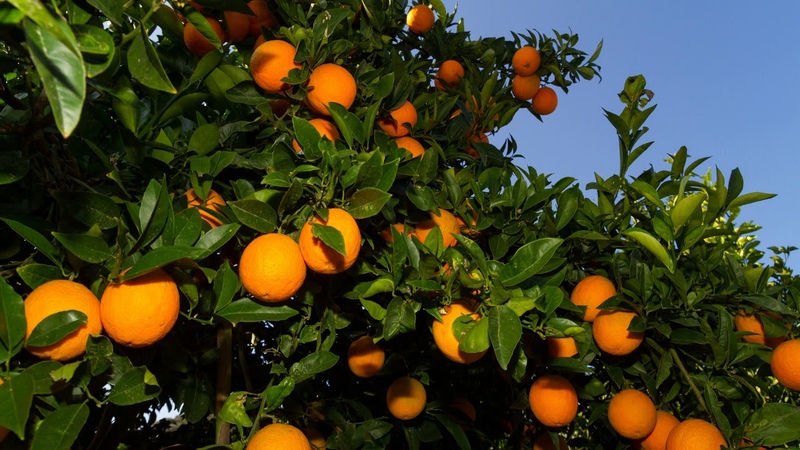 Récolte d'agrumes: quand les oranges mûrissent dans le monde