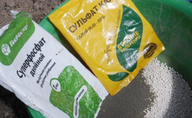 Comment pincer les framboises remontantes en été et cette procédure est-elle nécessaire