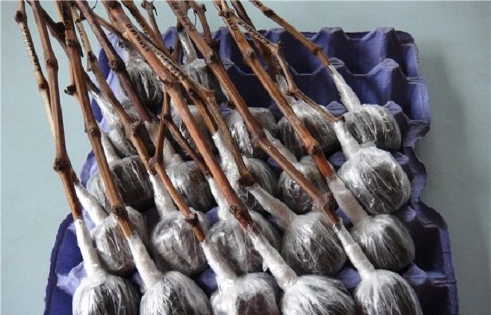 Quand (en quel mois) et comment planter des raisins avec des boutures