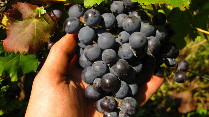 Aperçu du cépage précoce Violet et caractéristiques de sa culture