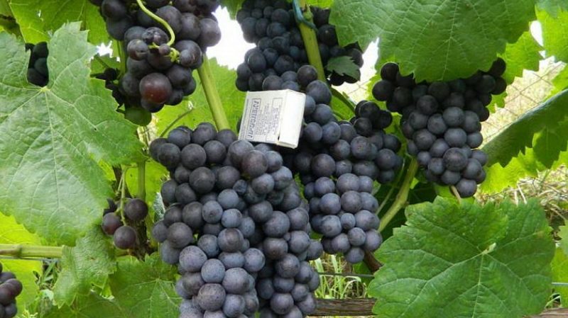 Aperçu du cépage précoce Violet et caractéristiques de sa culture