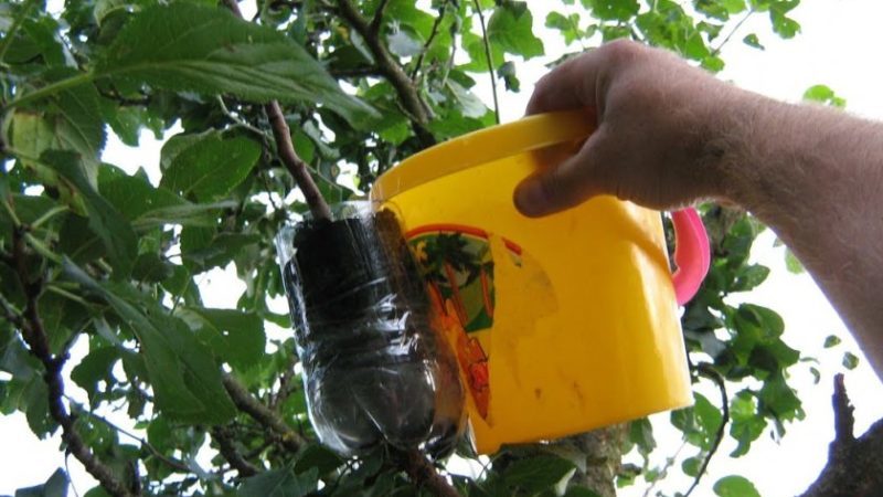 Instructions étape par étape pour greffer un pommier en été pour les débutants